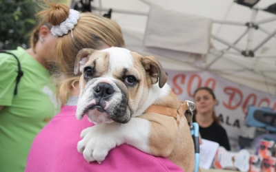 Un gos durant un dels actes animalistes de la ciutat/ Roger Benet